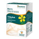 Tribulus Wellness, 60 film-coated tablets, Himalaya India
