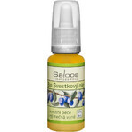 SALOOS Plum vegetable oil 1×20 ml oil SALOOS Plum vegetable oil 1×20 ml oil
